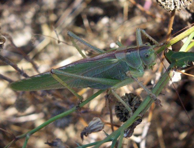 Ruspolia nitidula (Conocephalidae)